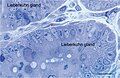 Figure 17. Rat jejunum. Toluidine blue stained Semithin Epon sections of jejunum mucosa showing the bottom of Lieberkuhn glands in transverse section and a telocyte (red star) surrounding one of the gland. Note the spindle-shape body sending off two telopodes, one of which measure at least 50 μm in the section plane.