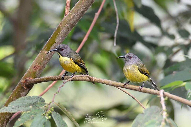 File:Tboli Sunbird Pair.jpg