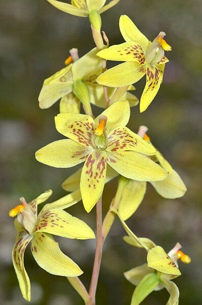 File:Thelymitra villosa (13978890059).jpg