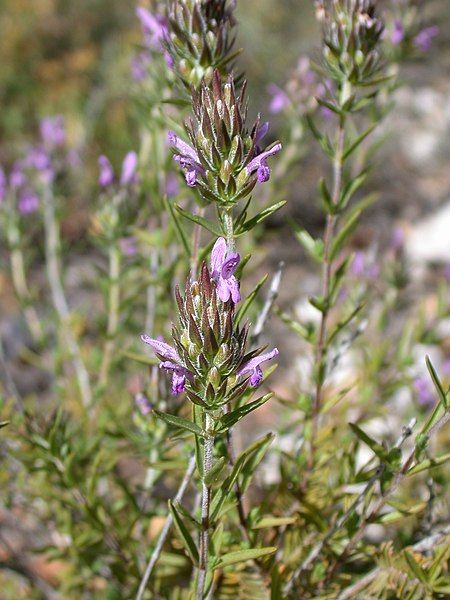 File:Thymbra spicata 1.jpg