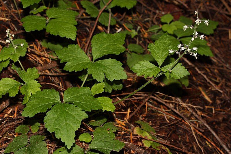 File:Tiarella trifoliata 1461.JPG