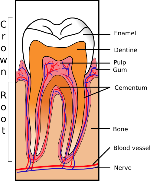 File:Tooth Section.svg