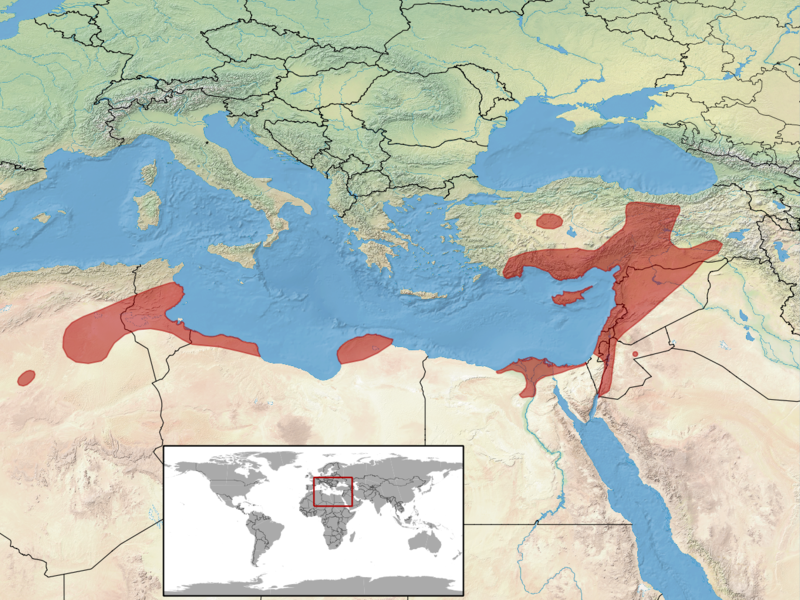 File:Trachylepis vittata distribution.png