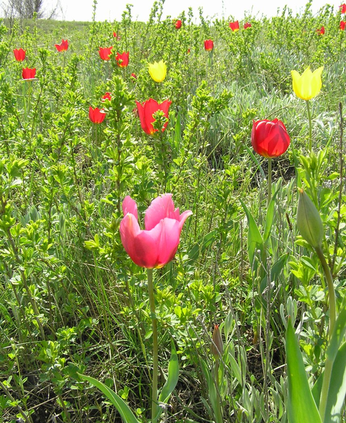 File:Tulipa-suaveolens-Ukraine.png