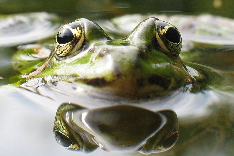 File:Wasserfrosch.jpg