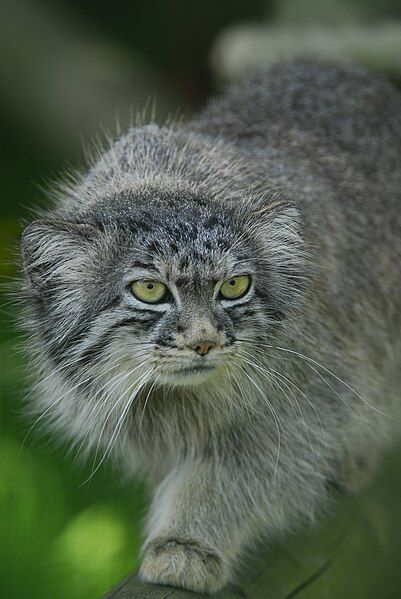 File:WhfPallasCat.JPG