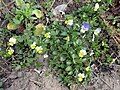 pansies teach us modesty