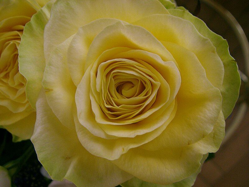 File:Yellow rose2.jpg