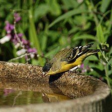 Intermediate male; note mottled back and cap