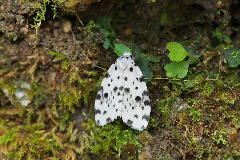 File:ホシオビコケガ (Aemene altaica).jpg