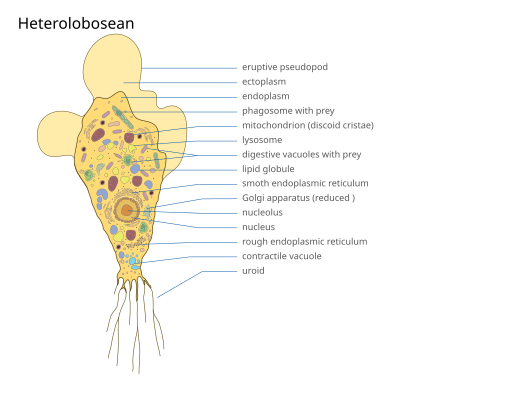 File:2023 Heterolobosean.svg