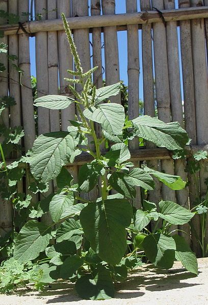 File:Amaranthus lividus (6896677687).jpg