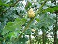 Andricus fecundatrix parthenogenetic generation, oak artichoke gall