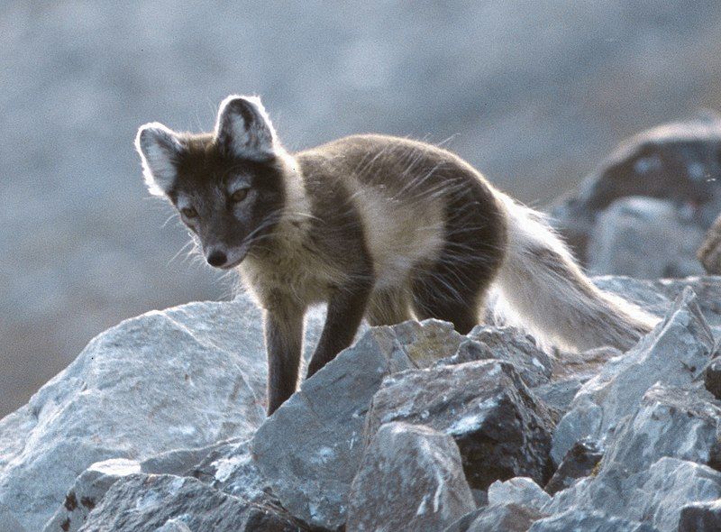 File:Arcticfox-3.jpg