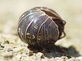 Armadillidium vulgare beginning to unroll from its defensive posture