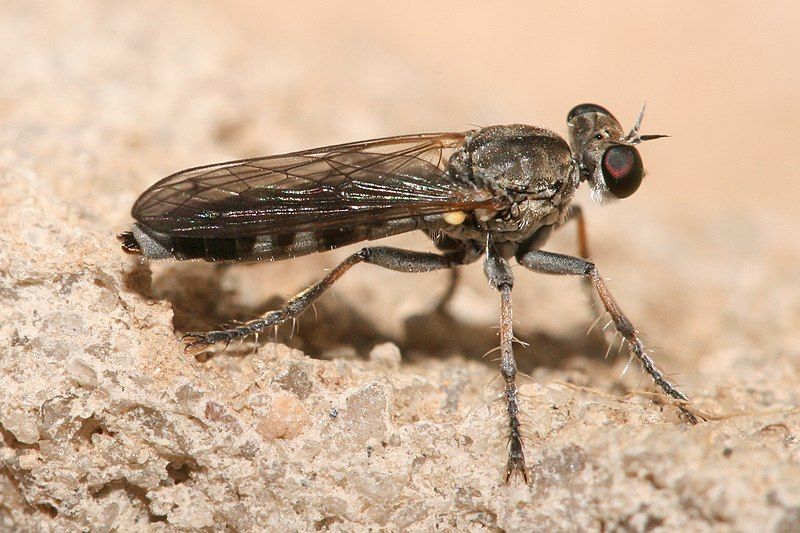 File:Asilidae Stichopogon sp.jpg