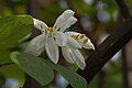 Bauhinia acuminata