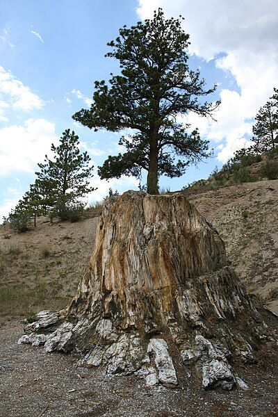 File:Big Stump.jpg