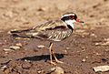 Northern Territory, Australia