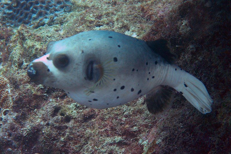 File:BlackSpotted PufferFishSept2006.jpg