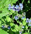 Green alkanet 1 at Bracken Hall.