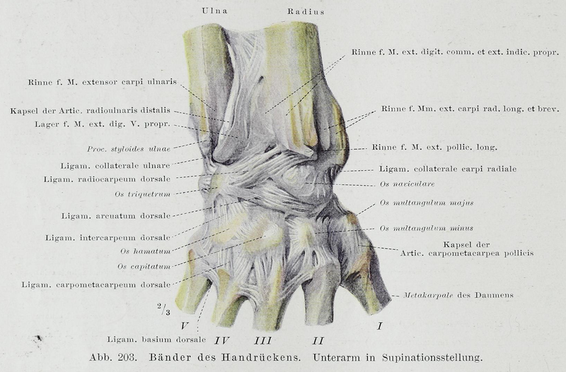 File:Braus 1921 203.png