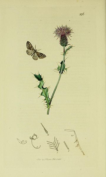 File:Britishentomologyvolume6Plate296.jpg