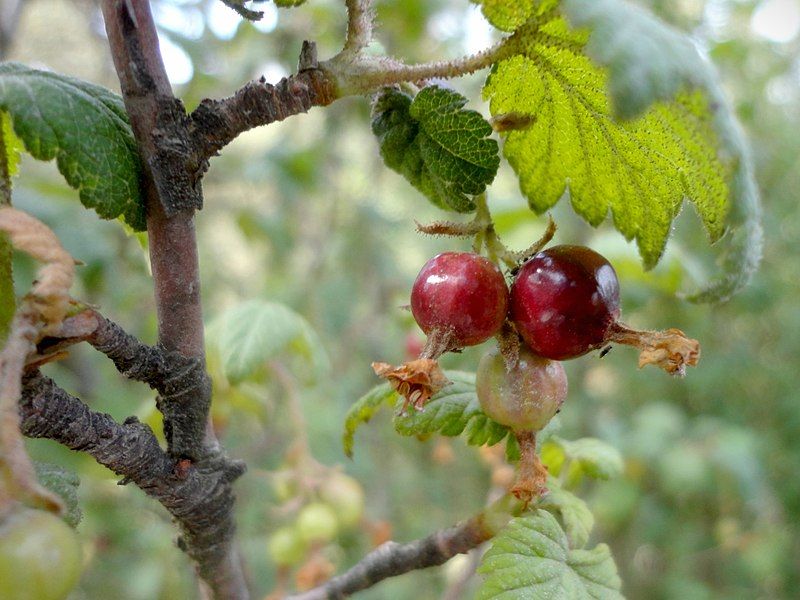 File:Capulincillo (Ribes ciliatum).jpg