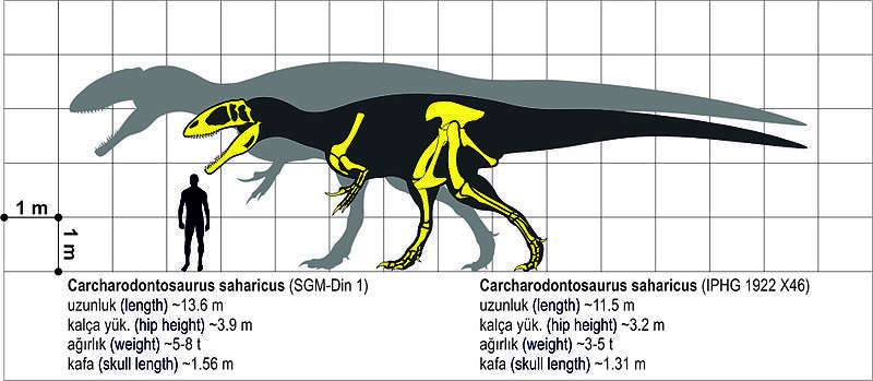 File:Carcharodontosaurus-123.jpg