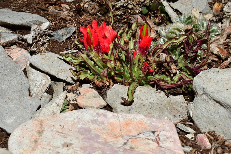 File:Castilleja bella 1.jpg