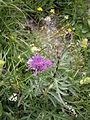 Centaurea scabiosa subsp. alpestris