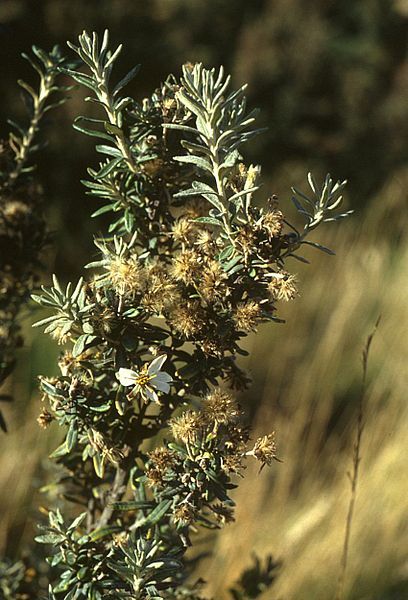 File:Chiliotrichum diffusum.jpg