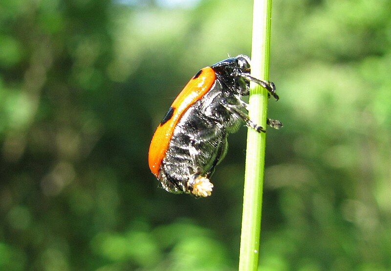 File:Clytra laeviuscula, oviposition.jpg