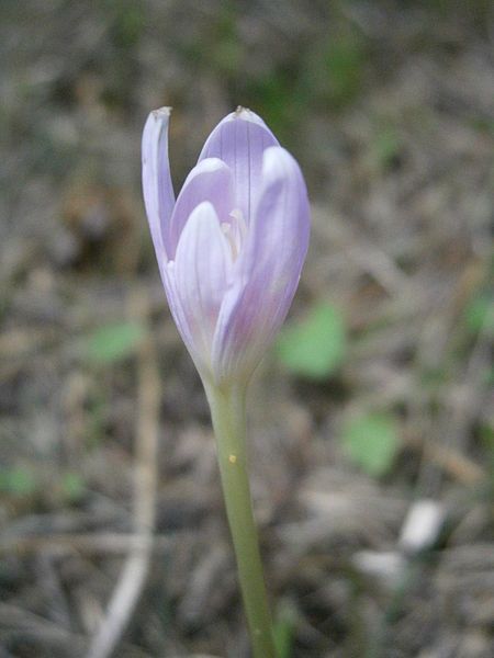 File:Colchicum alpinum opening.jpg