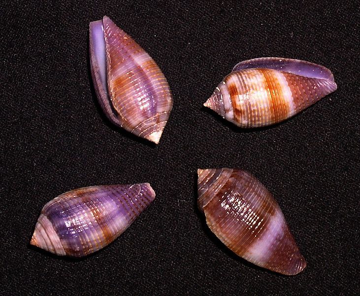 File:Conus glans.shell001.jpg