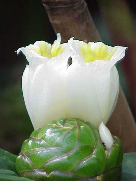 File:Costus dubius0.jpg