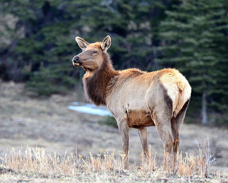 File:Cow Elk (13516690173).jpg