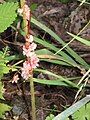 Cuscuta epithymum