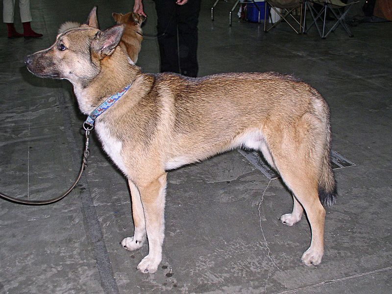 File:East Siberian Laika.jpg