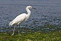 Egretta thula