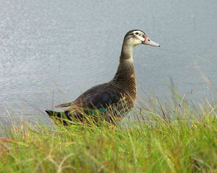 File:Ente unbekannt.jpg