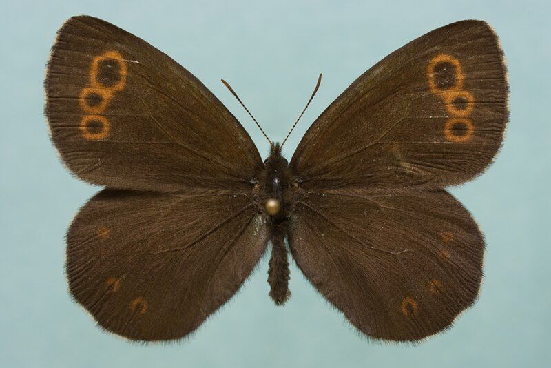 File:Erebia embla.jpg