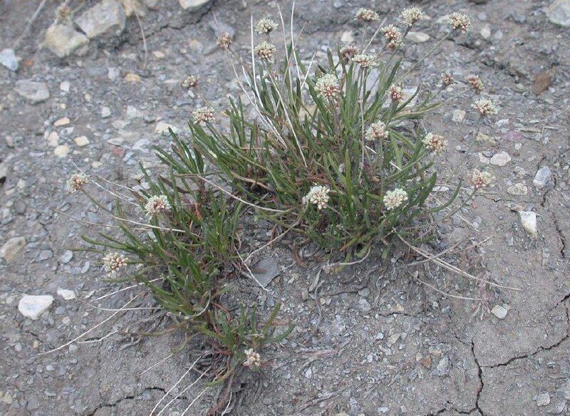 File:Eriogonum exilifolium.jpg