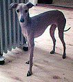 Italian Greyhound