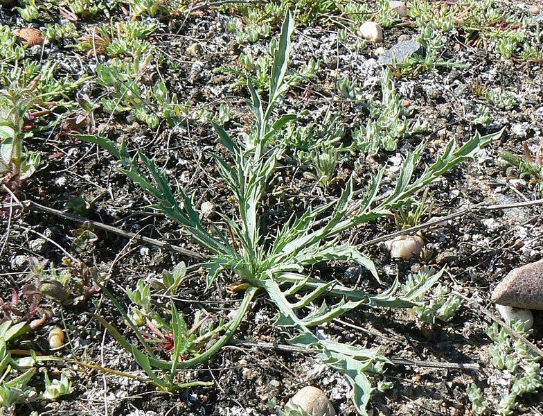 File:Eryngium aristulatum parishii.jpg