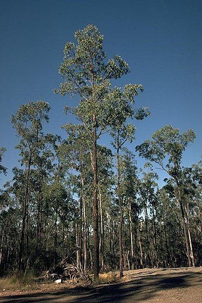 File:Eucalyptus tetrapleura.jpg