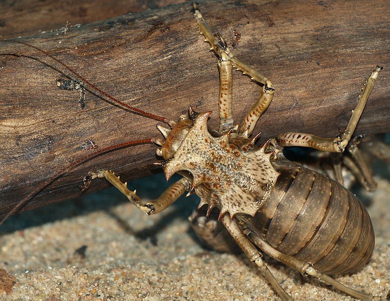 File:Eugaster.spinulosa.1.jpg