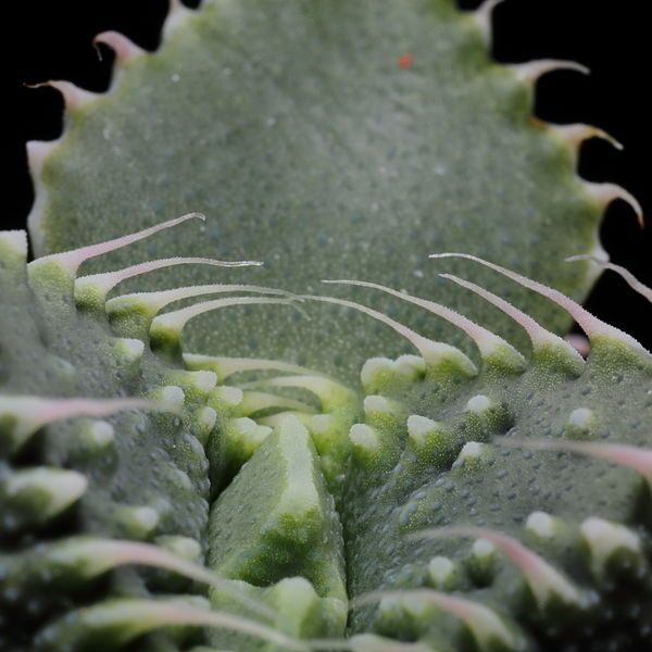 File:Faucaria tuberculosa 4929.JPG