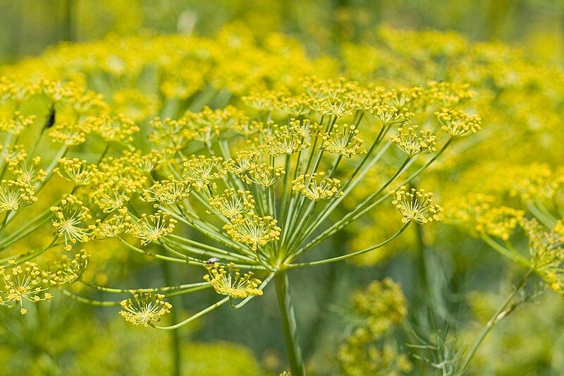 File:Fennel flower heads.jpg