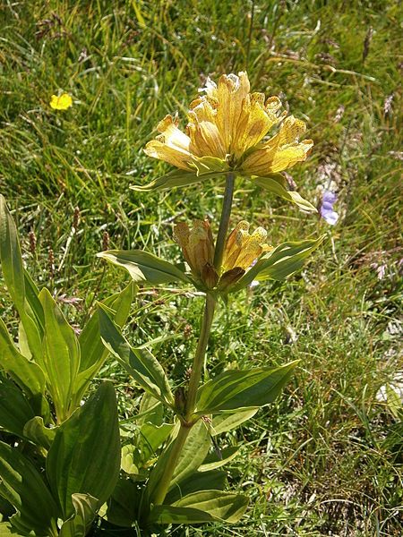 File:Gentiana punctata 003.JPG